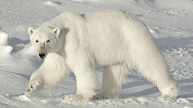 Ártico Científicos se encuentran sitiados por cinco osos polares en