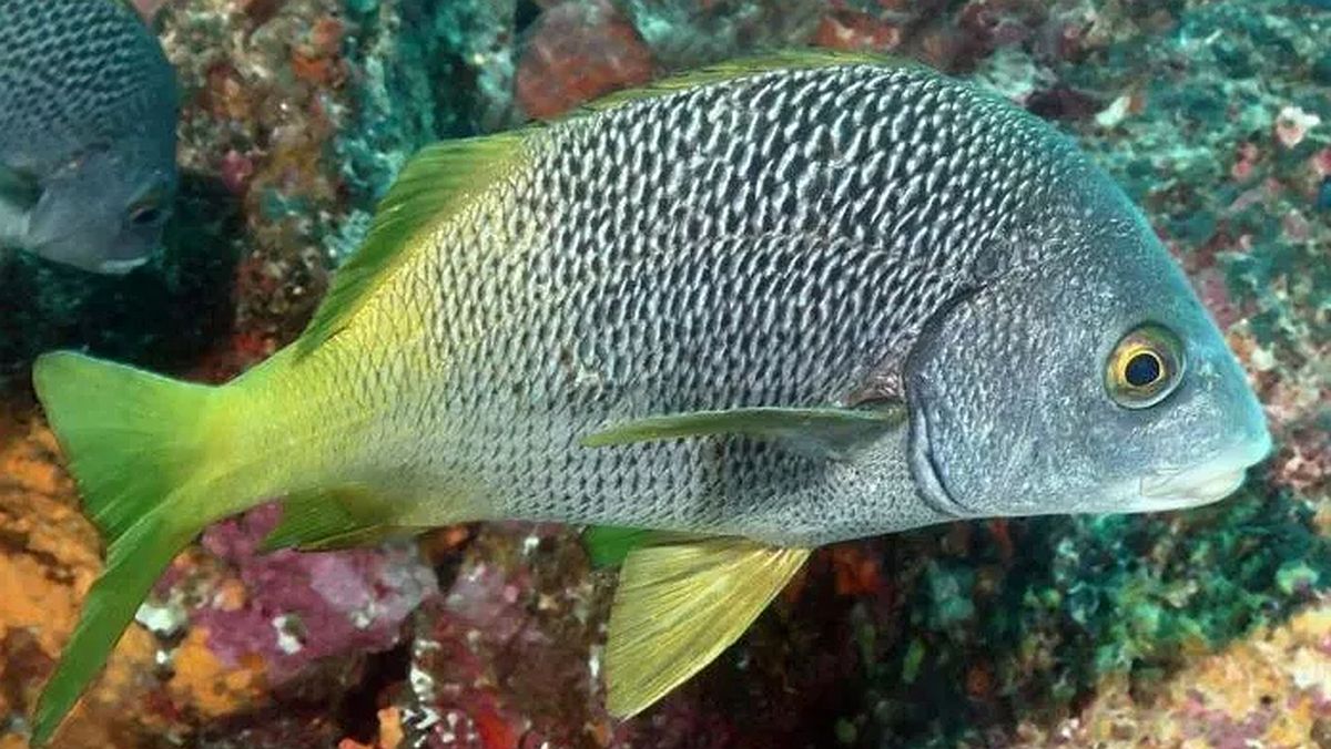 Descubren Dos Nuevas Especies De Peces Noticias Ambientales