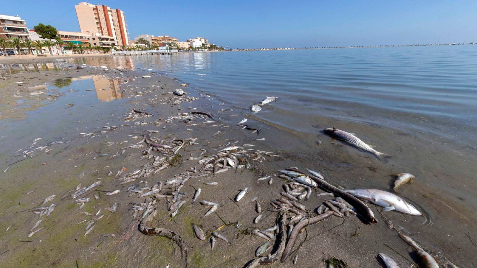 La Agon A Del Mar Menor En Espa A As Se Lleg A Su Colapso Ecol Gico