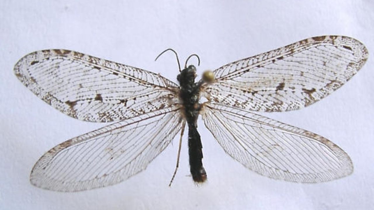 Hallan En Un Supermercados Un Insecto Gigante Que Vivi En La Poca De