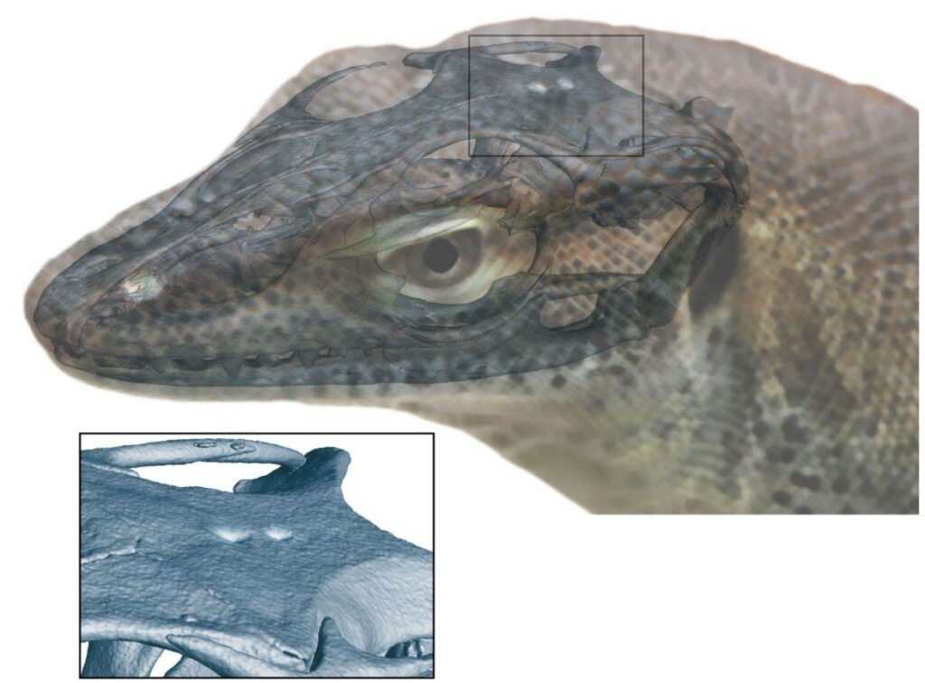 Hallan restos fósiles de un lagarto que tenía cuatro ojos