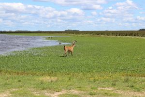 Parque Nacional Ciervo de los Pantanos