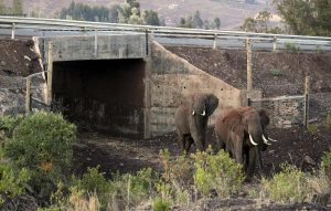 tunel elefantes kenia