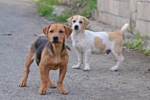 Los beneficios del alimento ecológico para mascotas. 