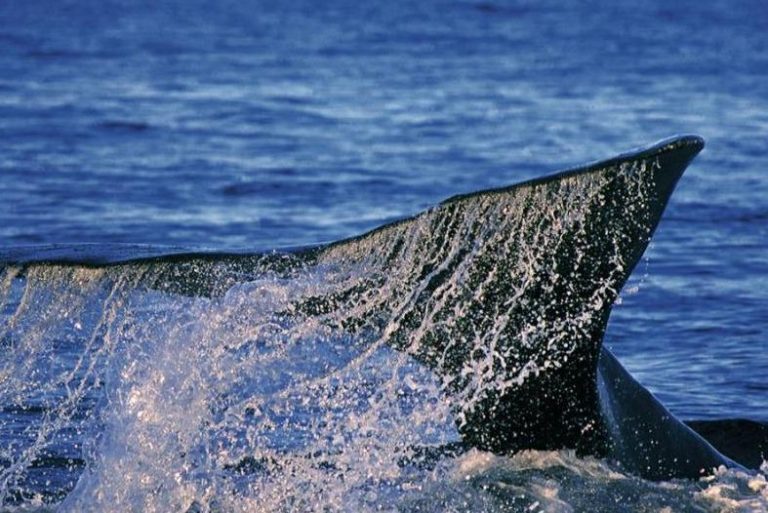 Chubut: en junio comienza el avistaje de ballenas francas