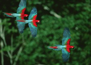 Bolivia: Parque Madidi alberga al 11% de las aves del mundo