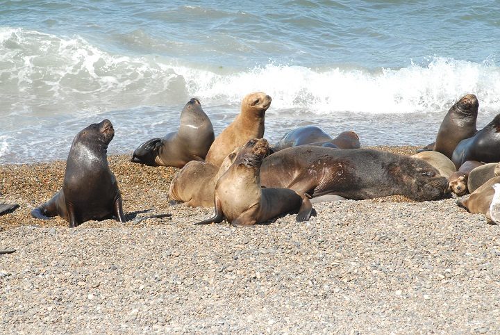 Santa Cruz: inauguraron la mayor reserva de lobos marinos de la Patagonia  argentina - Noticias Ambientales