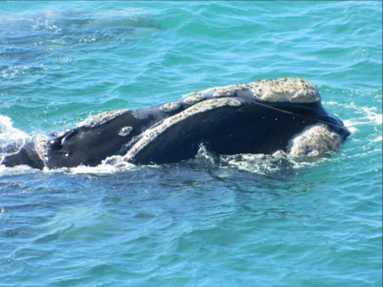 Piden un Proyecto de Ley que crea el Área Marina Protegida Namuncurá / Banco Burdwood