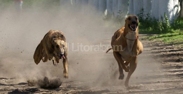 En municipio de Santa Fé ordenan suspender las carreras de galgos