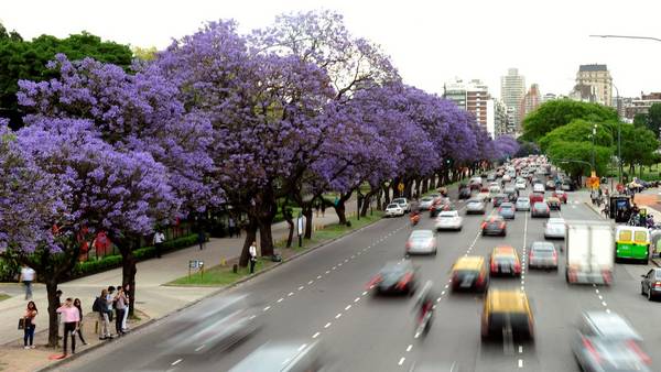 Florecen los jacarandás en Buenos Aires y la ciudad se tiñe de lila
