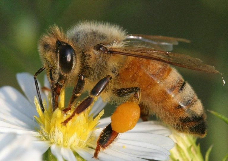 La Unión Europea apoya la prohibición parcial de los plaguicidas tóxicos para las abejas