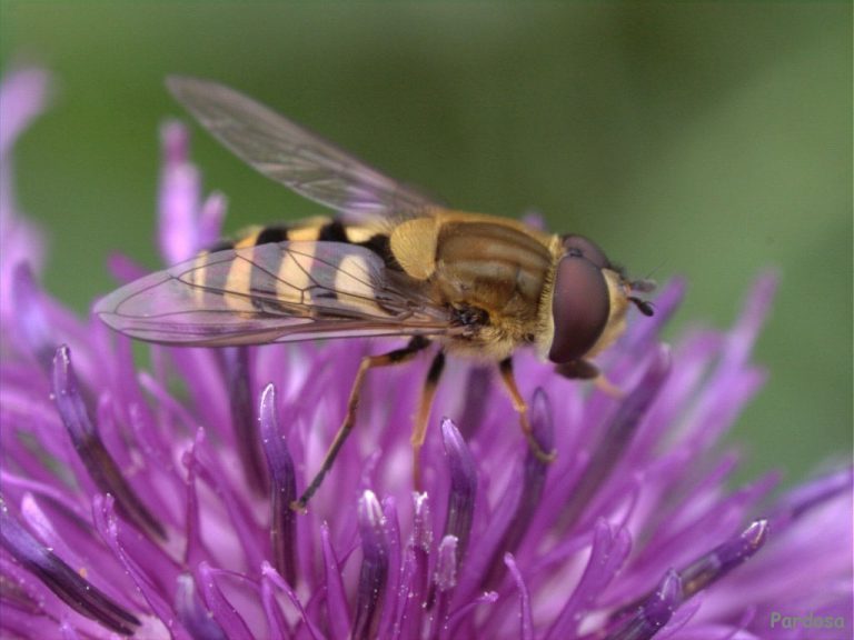 La pérdida de insectos afecta a los cultivos en todo el mundo