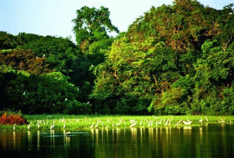 Amazonas: protegen áreas para evitar la deforestación