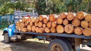 La relación entre importar madera y la reducción de la biodiversidad.
