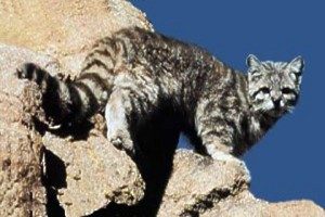El Gato Andino aun corre peligro de extincíon