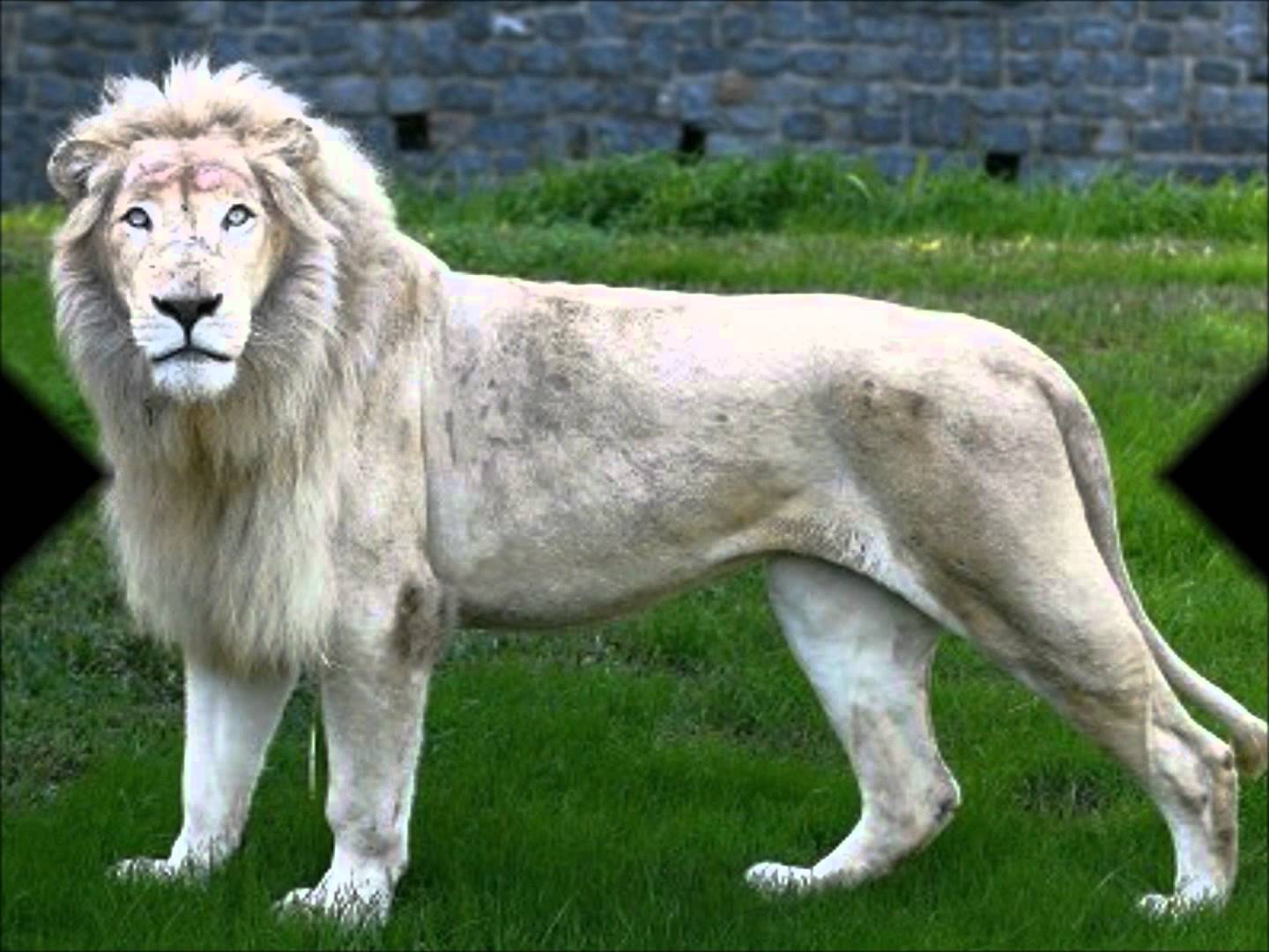Полные лев. Лев альбинос. Белый Лев в полный рост. Лев альбинос с голубыми глазами. Белый Лев фото.