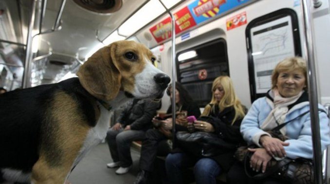 Argentina: Evalúan que las mascotas puedan viajar en el subte