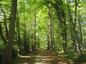 bosques nativos