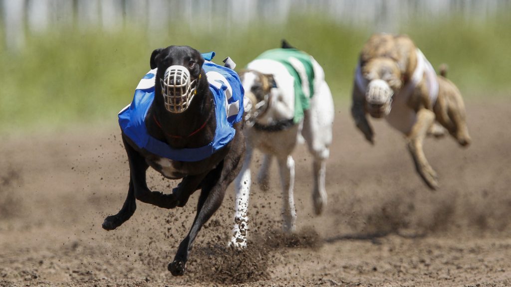 carreras de galgos