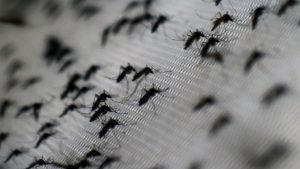 El dengue en Argentina