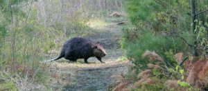 Especie exótica invasora