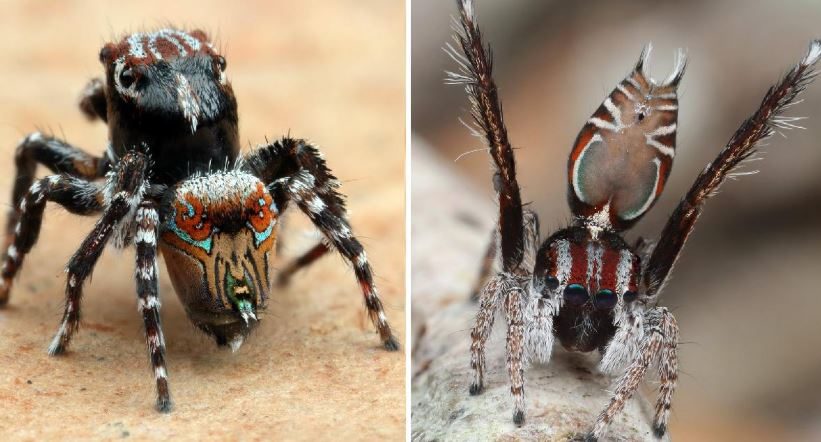 Australia Descubren Tres Nuevas Especies De Mini Arañas Noticias Ambientales