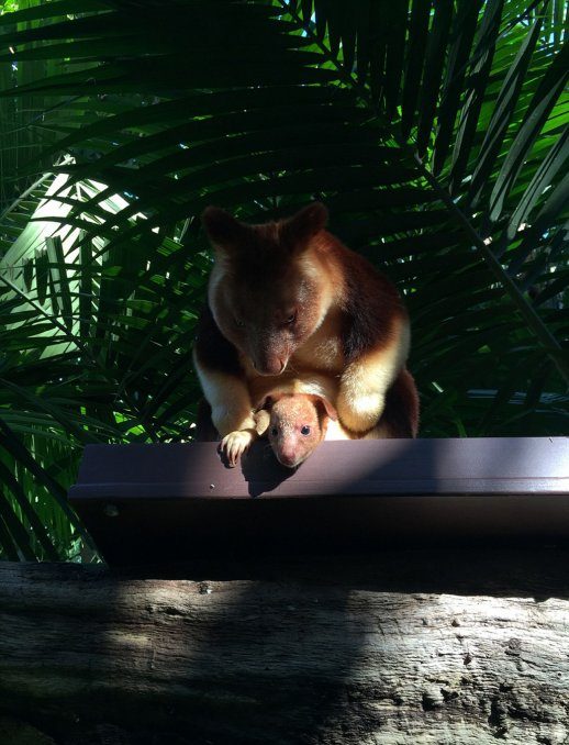 Una cría de canguero revoluciona a un zoo de Australia