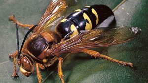 Wasp
