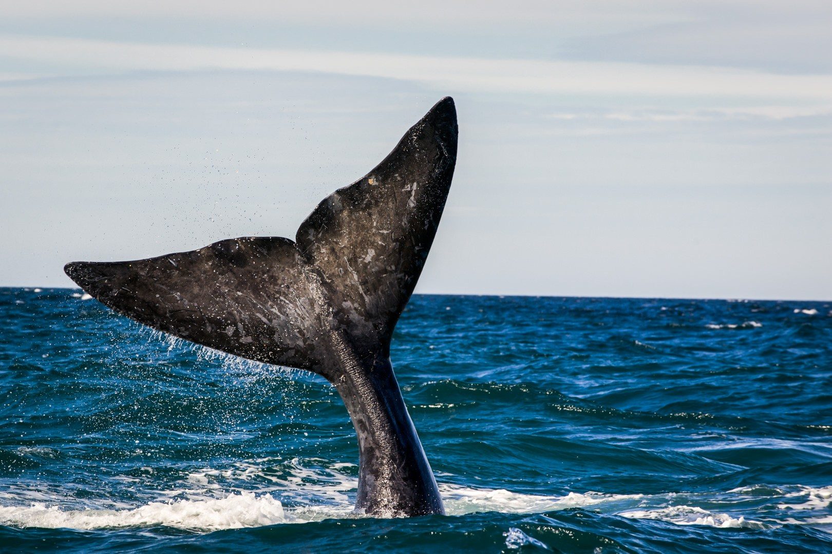 Las ballenas francas australes siempre regresan a Madryn y Península Valdés.