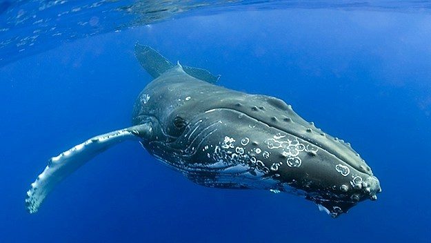 southern right whale