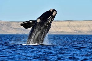 North Atlantic right whales