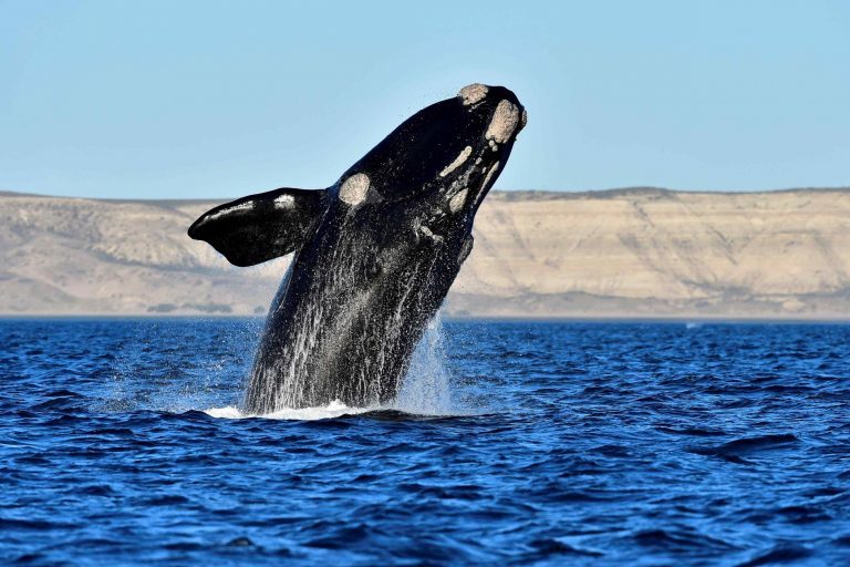 Las ballenas francas australes llegan a Península Valdés y anticipan el inicio de la temporada 2026