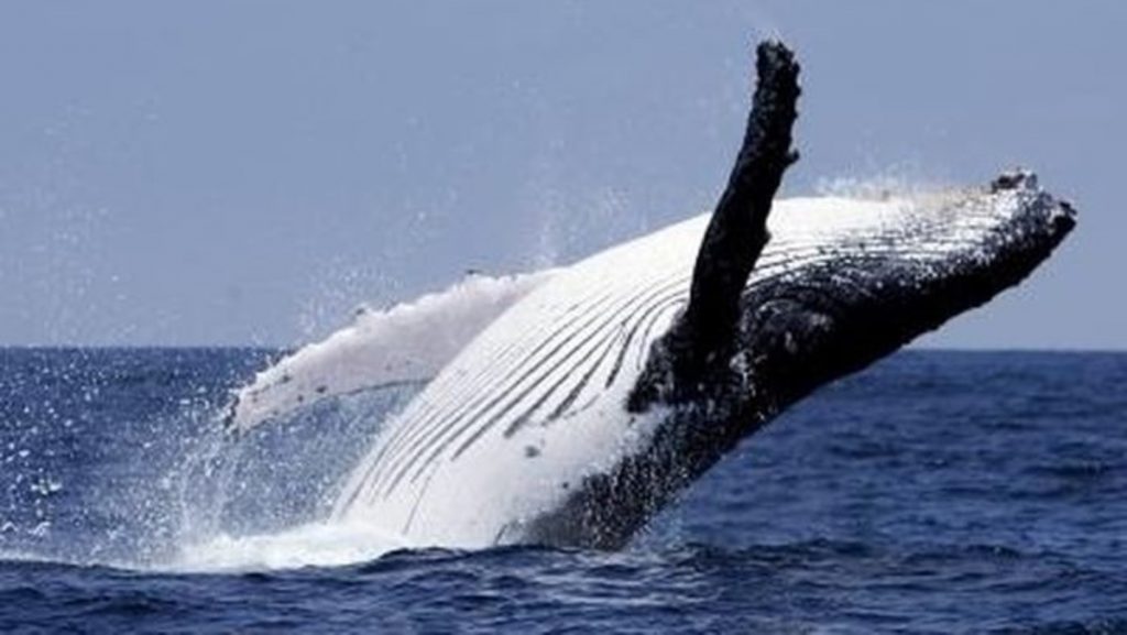 recuperación de las ballenas jorobadas