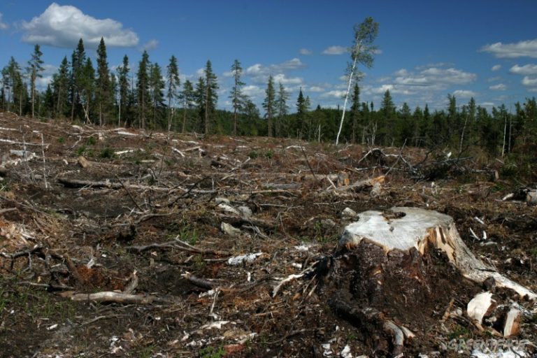 Colombia: se perdieron 710 mil hectáreas de bosques en 24 años