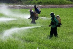 La Justicia, en contra de las fumigaciones con agrotóxicos en Chivilcoy.