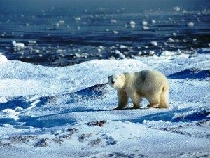 Propuesta de ¨recongelar¨el Ártico para impedir el avance del calentamiento global