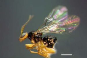 avispas radioactivas en EEUU