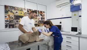 Tratamientos sanitarios para animales de compañía