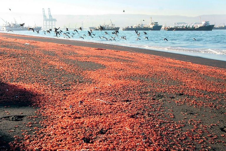 Chile: investigan la muerte de miles de crustáceos
