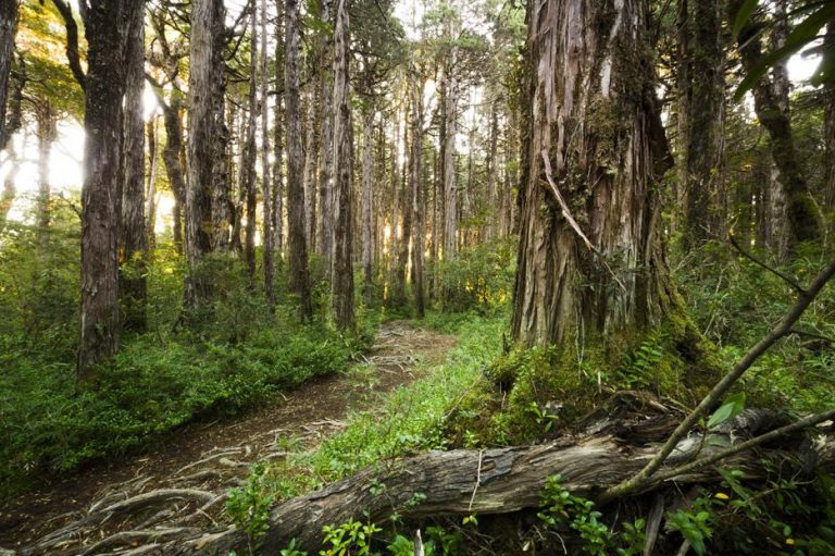 Chile: disminuye la tala ilegal de bosques por la fiscalización forestal