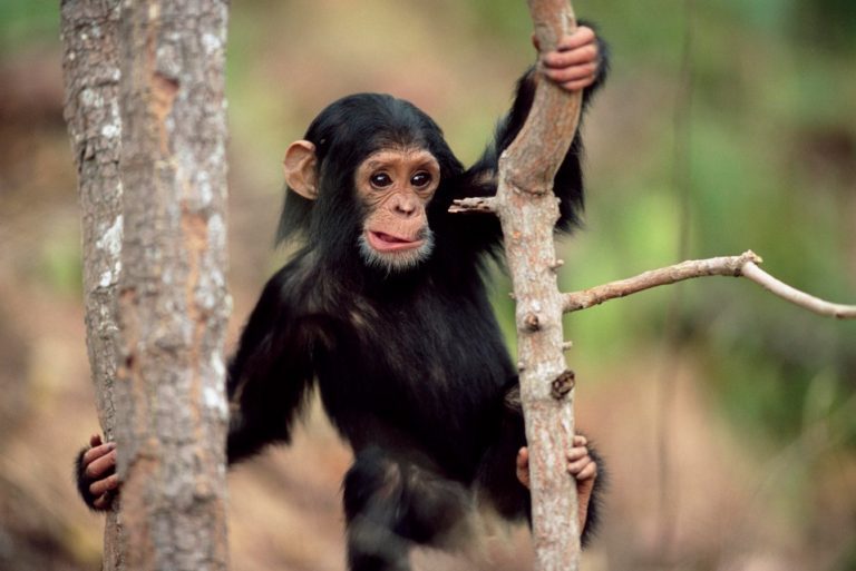 Los chimpancés y gorilas también son mayoritariamente diestros