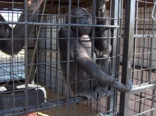 España: Dos chimpancés fueron abatidos a disparos en un zoológico