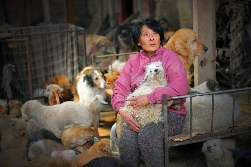 perros en China