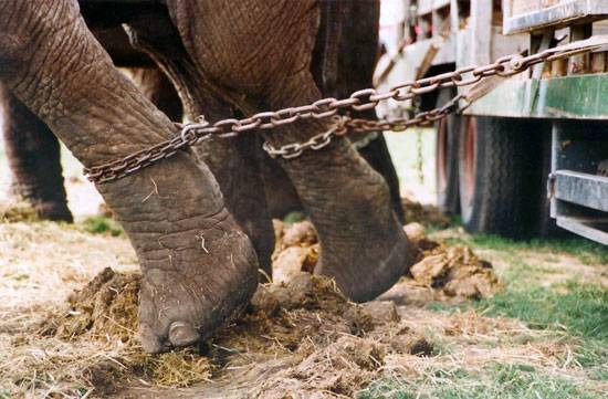 Catalunya avanza hacia la prohibición definitiva de los circos con animales