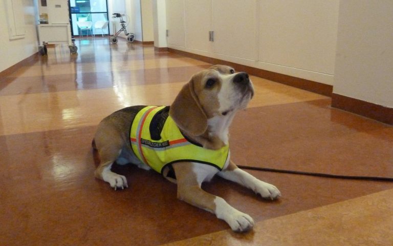 Un perro detecta una infección intestinal más rápido que cualquier médico del mundo