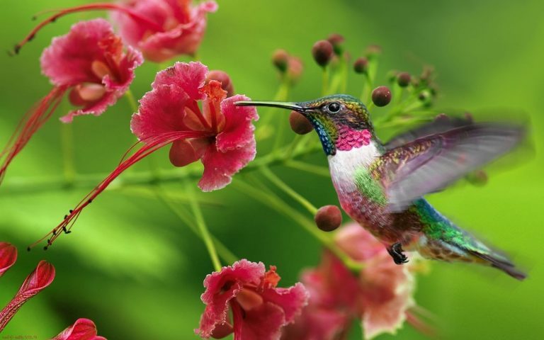 América: las altas temperaturas provocaron la migración prematura de colibríes