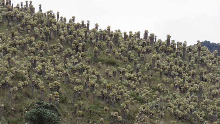 Colombia: Anaime-Chilí, el nuevo Parque Natural Regional que protege 12.946 hectáreas