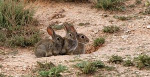 conejo europeo en Neuquén
