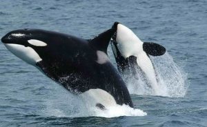orcas