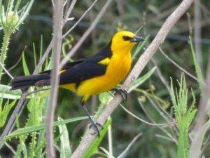 The yellow cardinal is in serious danger of extinction.